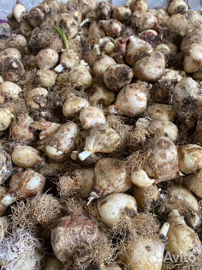 Луковицы тюльпанов