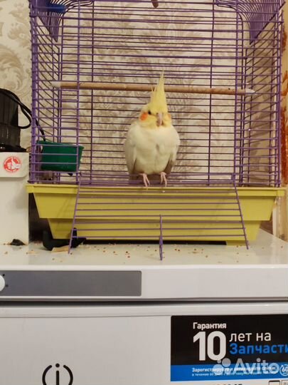 Попугай корелла ручной