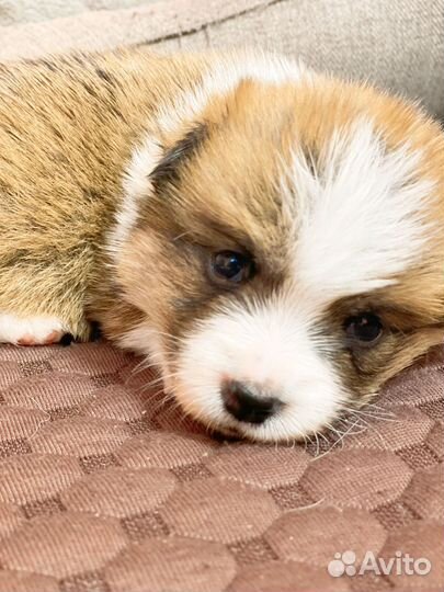 Вельш-корги пемброк щенки