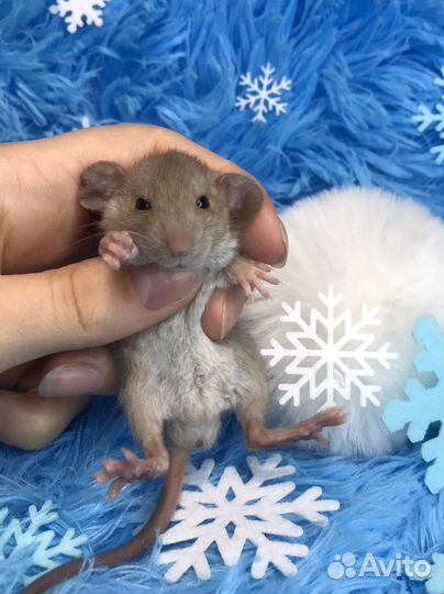 Крысята Дамбо рыжики вельветин и стандарт