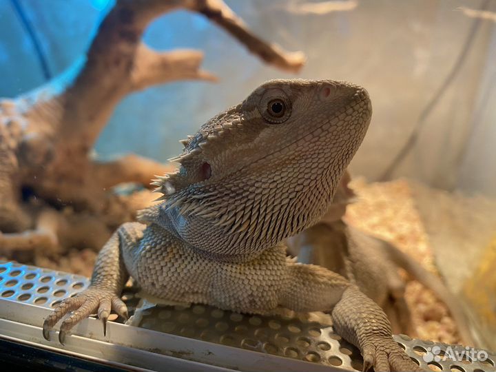 Бородатые агамы готовая пара с террариумом