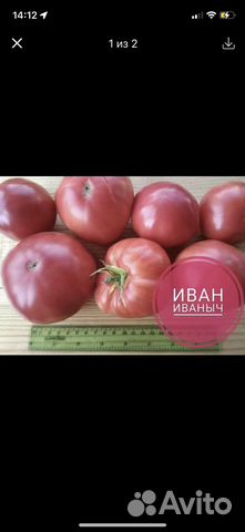 Семена томатов Иваныч,Бабушка Бейкера,Оля-ля