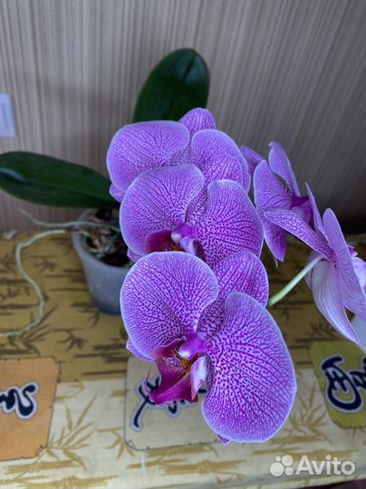 Орхидея фаленопсис