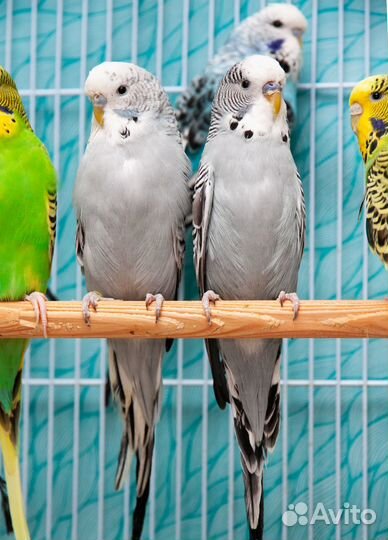 Выставочный волнистый попугай