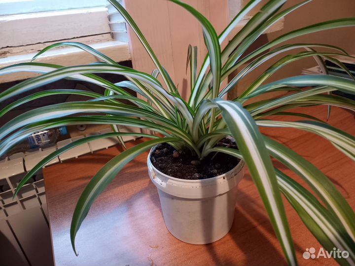 Хлорофитум