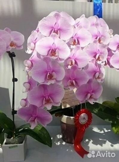 Орхидея фаленопсис