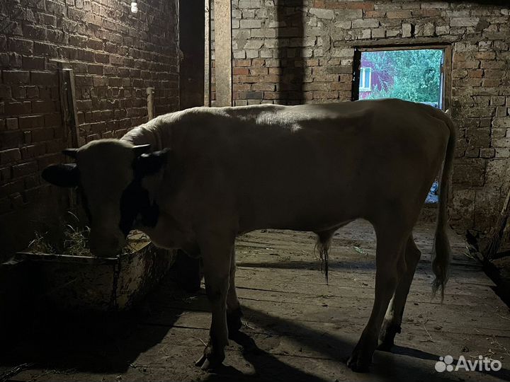 Бычки и телята