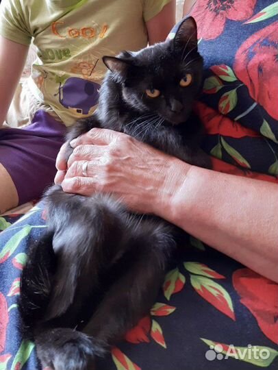 Кошка в дар