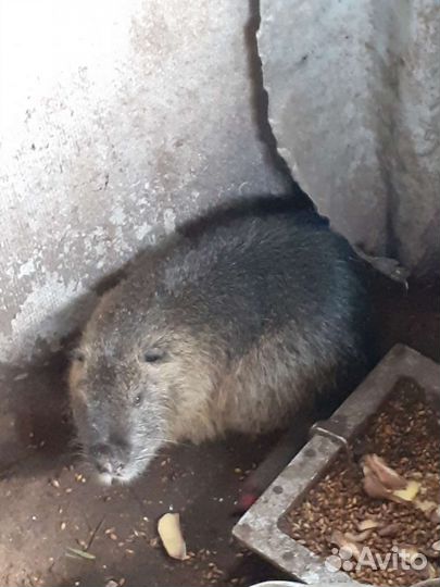 Нутрии 10 штук продать