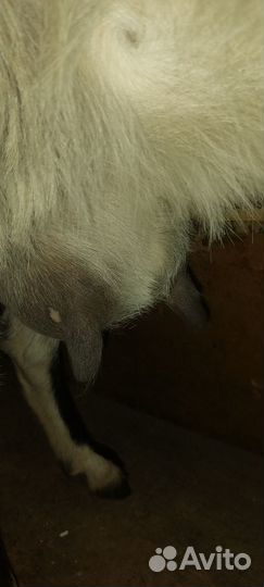 Коза дойная