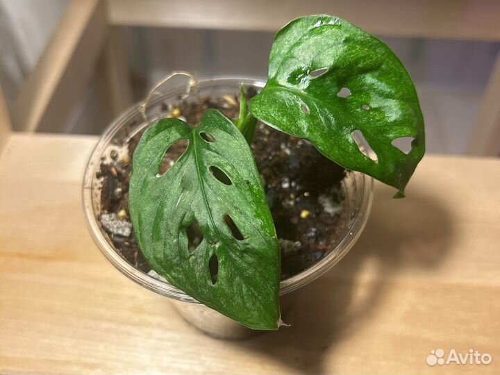 Монстера манки, Монстера Адансона минт