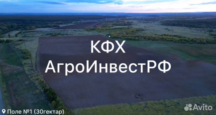 Ищу инвестора в чеснок. Доход до 500тыс в месяц