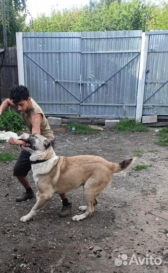 Вязка собак