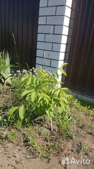 Грецкий орех саженцы