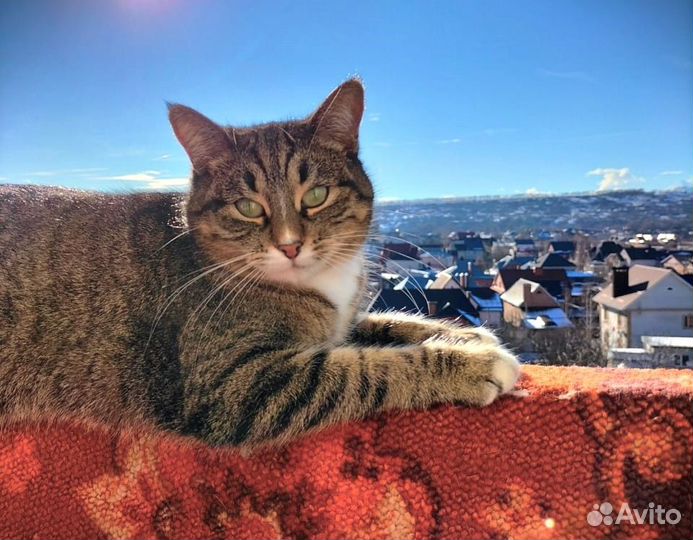 Эти глаза напротив. В поисках счастья