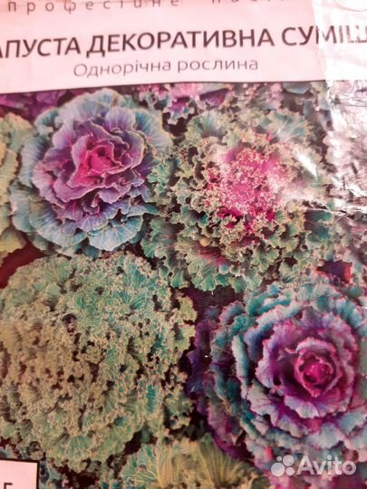 Рассада капусты декоративной