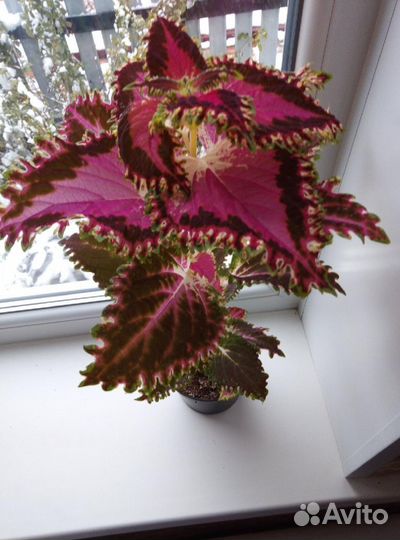 Колеусы сортовые