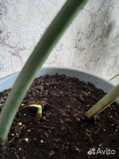 Комнатные цветы манстера