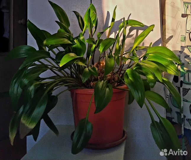 Дримиопсис