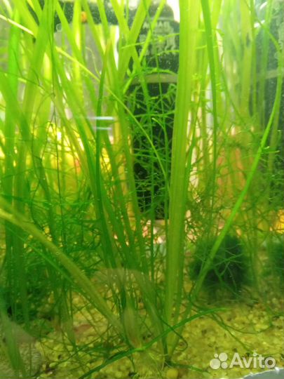 Яванский мох