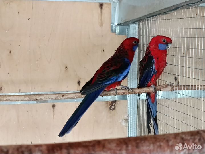 Пенантовые и рубиновые розеллы (пары)