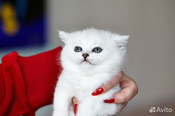 Британские котята серебристые шиншиллы