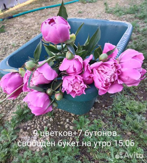 Свободен букет 9 стеблей