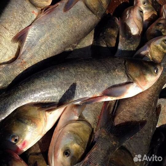Свежая рыба толстолобик,жерех,амур