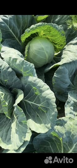 Капуста оптом