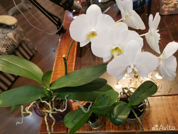 Комнатные растения цветы