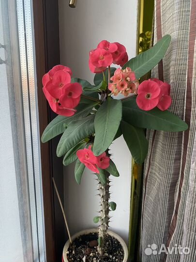 Цветы, крассула,опунция,эчеверия, молочай Миля