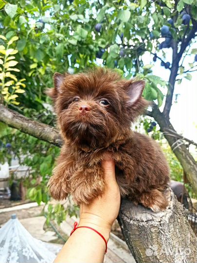 Шоколадный йорк