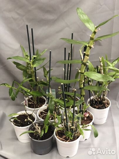 Орхидея дендробиум