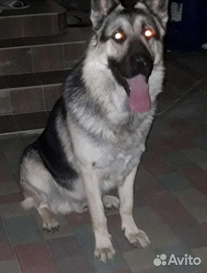 Кобель вео ищет невесту