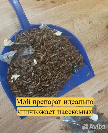 Уничтожение тараканов клопов Дезинсекция