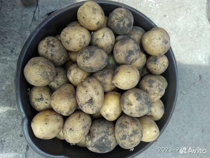 Продажа картофеля