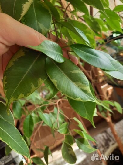 Фикус бенджамина