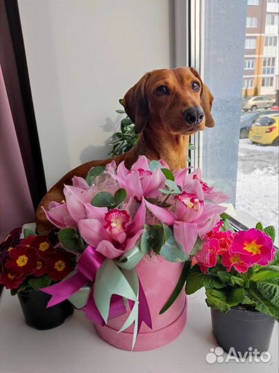 Вязка кобель такса