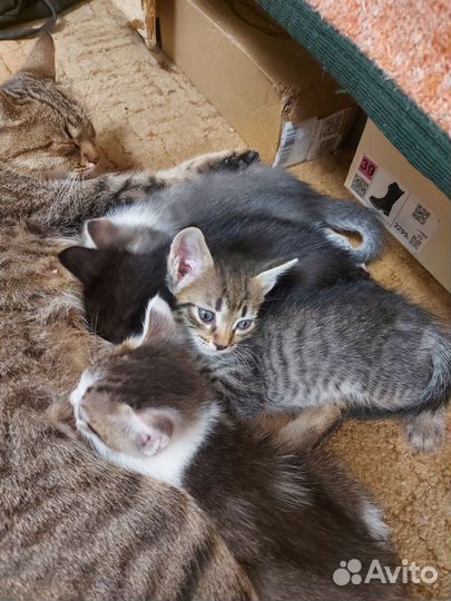 Котята в добрые руки