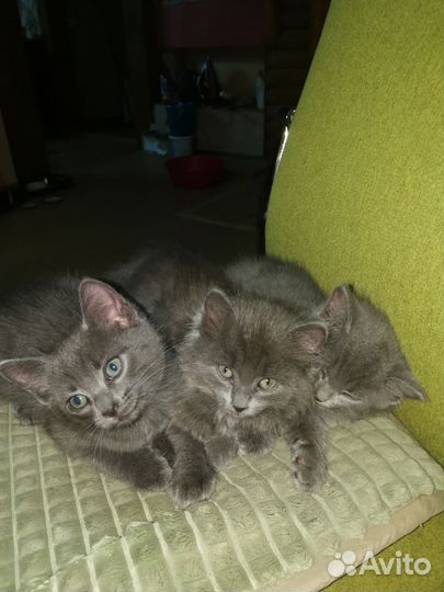Котята