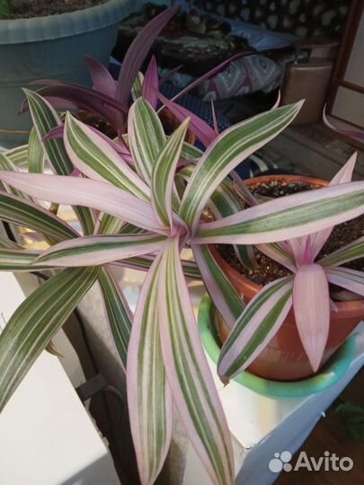 Традесканция