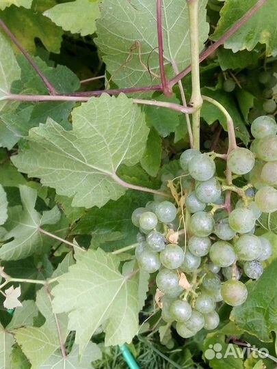 Саженцы, черенки винограда