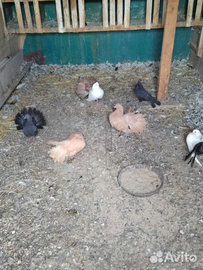 Голубь домашние