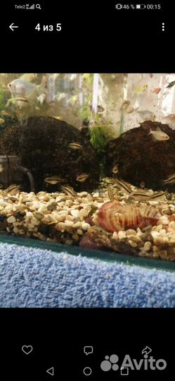 Аквариумные рыбки