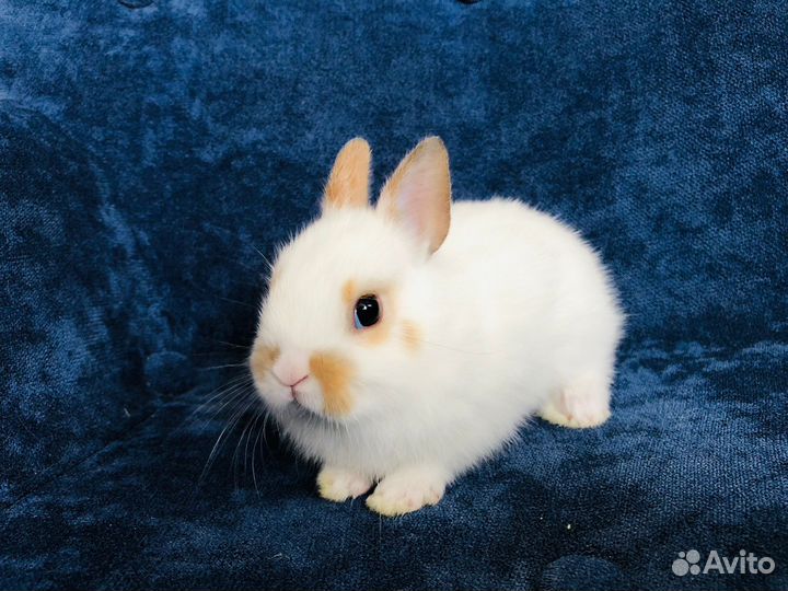 Декоративные кролики мини ручные