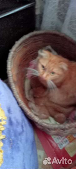 Котята в добрые руки вислоухие