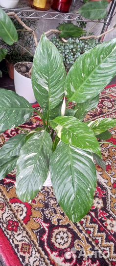 Спатифиллум джемини