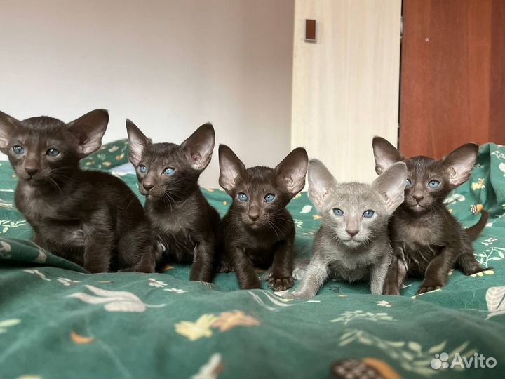Ориентальная котята