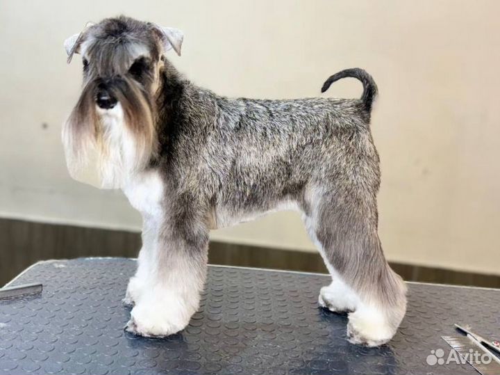 Груминг собак бесплатно