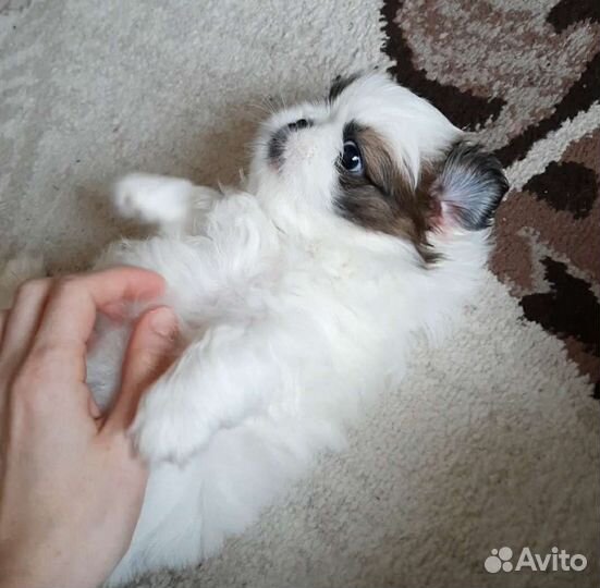 Пекинес